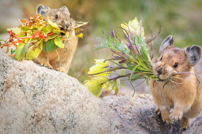 American Pika Project